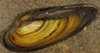 Große Flußmuschel  7 bis 10 cm (aus Europa)