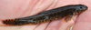 Bachschmerlen 7-10 cm