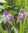 Sumpfiris, violettblaue