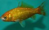 Goldfisch zitronengelb 10 bis 12 cm