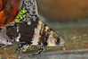 Wimpelkarpfen / Fledermausfisch 07-10 cm