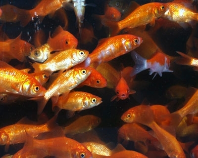 Goldfisch rot 12 bis 15 cm