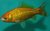 Goldfisch zitronengelb 18 bis 21 cm