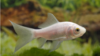 Goldfisch weiß 10 bis 12 cm