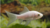 Goldfisch weiß 20 bis 25 cm