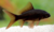Goldfisch schwarz 10 bis 12 cm