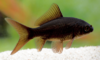 Goldfisch schwarz 12 bis 15 cm